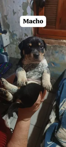 Cachorrinhos para doação 