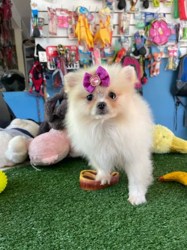 Spitz alemão fêmea na cor creme $4,800,00