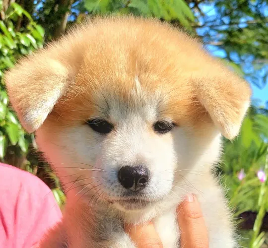 Akita Inu- Linhagem CBKC- Garantia e Pedigree