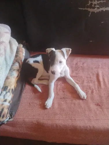 Doação Filhote de Pit Bull