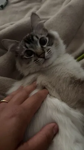 Doação de Gato