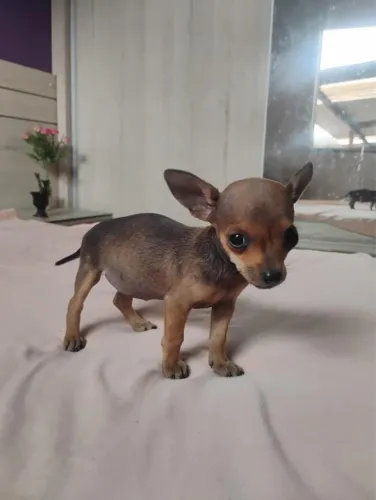 Filhote de pinscher