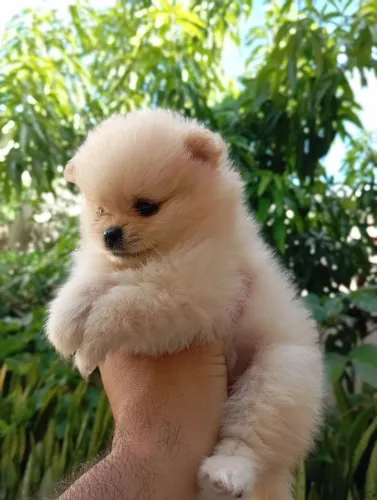 Spitz anão 