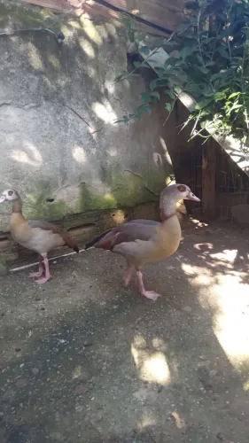 Casal de ganso egípcio