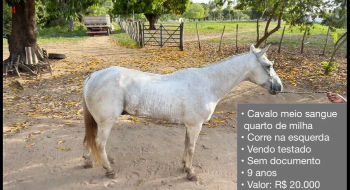 Cavalo meio sangue quarto de milha