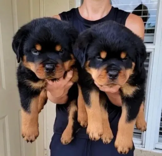 Cachorro filhote rottweiler pelagem densa dócil e protetor