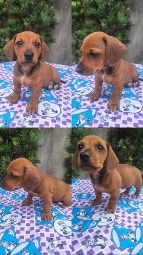 Dachshund - *Salsicha*