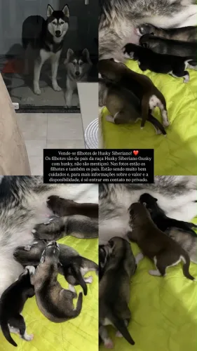 Animal 