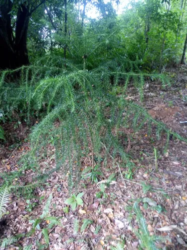 Pulmão verde 