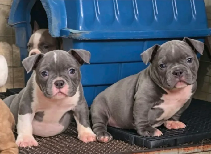 Filhote American Bully Nano 
