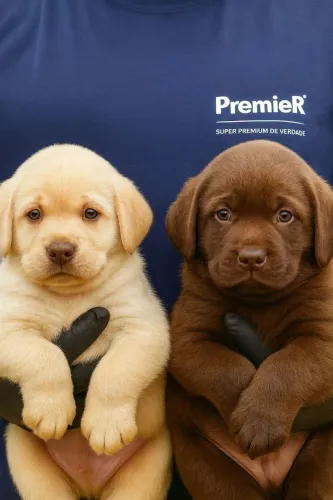 Labrador Retriver | Filhote com energia contagiante