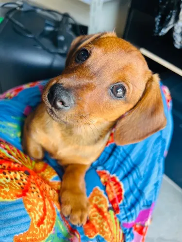 Cachorro Basset Hound