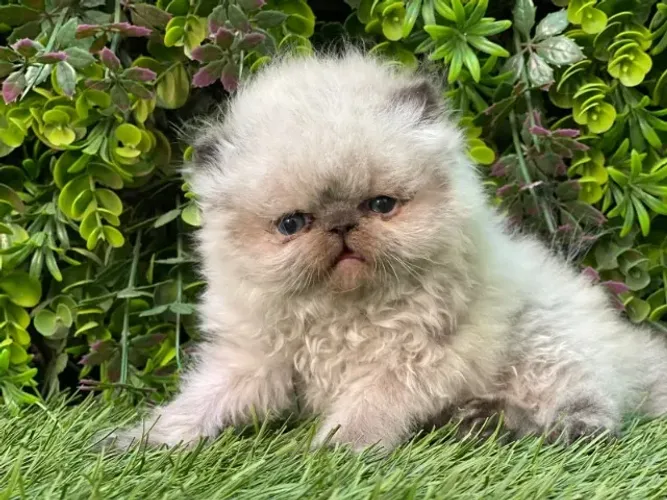Gato Persa disponível: qualidade e carinho para sua casa
