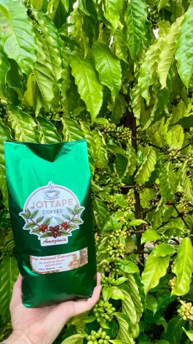 Fornecemos Café  em Grão Especial Robusta Amazônico 