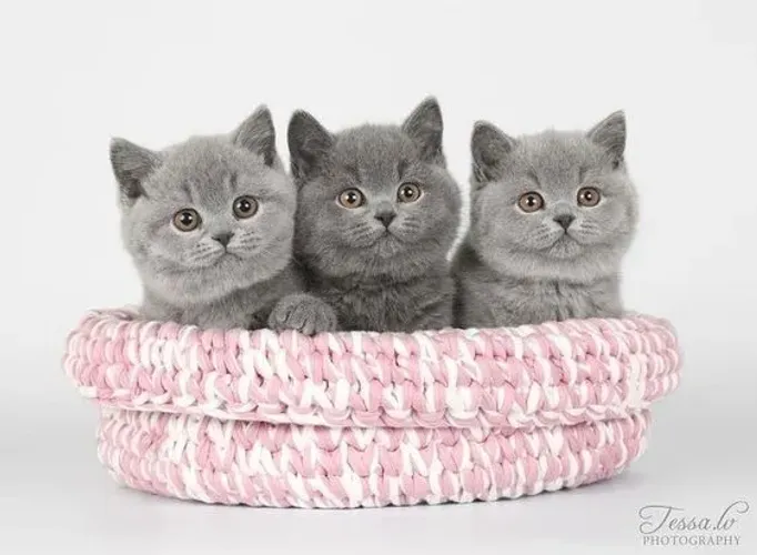Raça de Gato British Shorthair