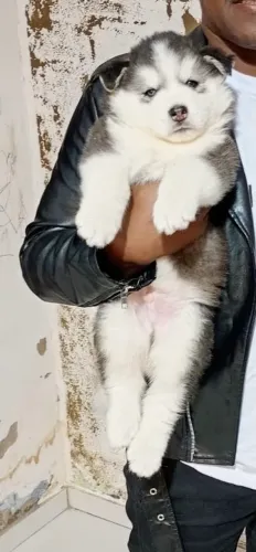 Husky siberiano wooly