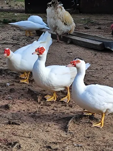 Patos e patas