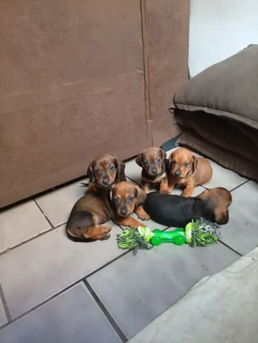 Dachshund 