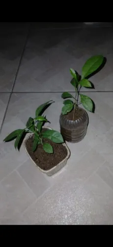 Mudas de Limão 