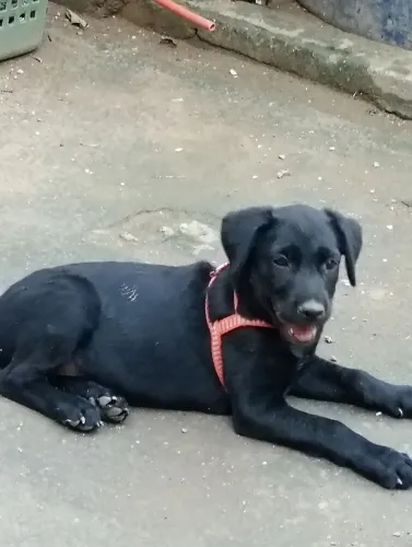 Filhote de labrador fêmea.