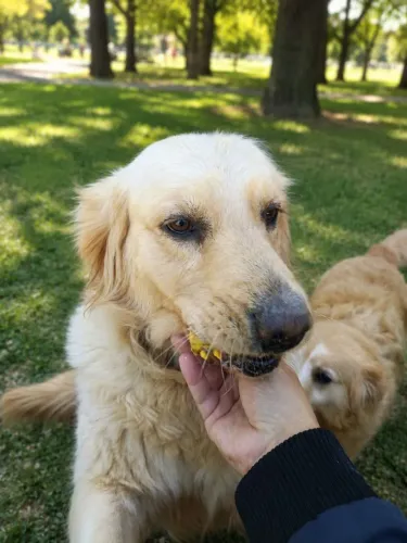 Golden Retriever fêmea 3 anos
