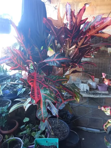 Plantas 