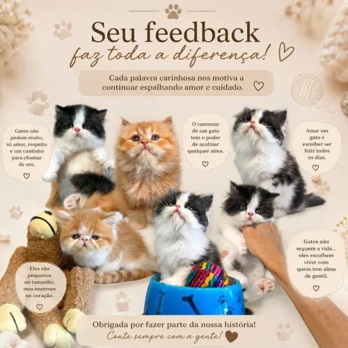 Gatos lindos e alegres 