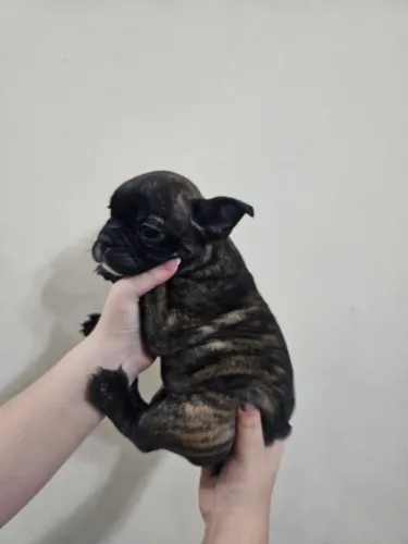 Buldogue Francês