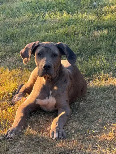 FILHOTE DE DOGUE DE ALEMÃO