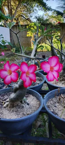 Rosa do Deserto