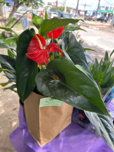 Presente pra o dia dos namorados ? 