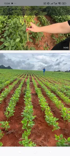 Fazenda arrendamento pra Soja 1.200hec e 400 já plantando em Ivolândia Goiás.