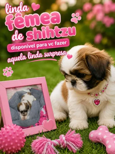 Shihtzu fêmea última 