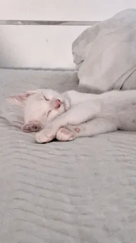 Gatinho para doação