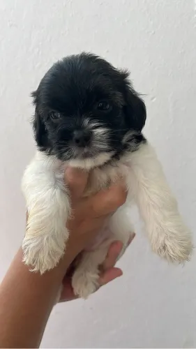 Cachorro - Shitzu