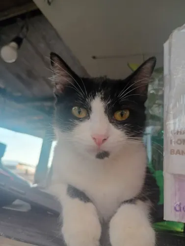 Gata 6 meses, esperando um lar