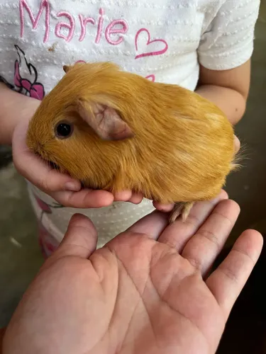 Porquinhos da índia 