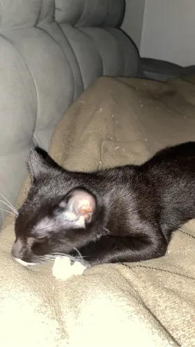 Gatos para adoção 