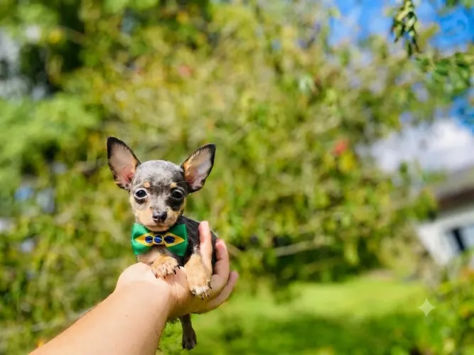 Pinscher macho 