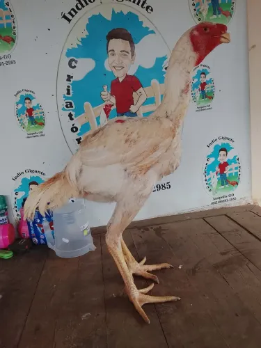 Índio gigante