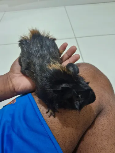 Porquinhos da índia