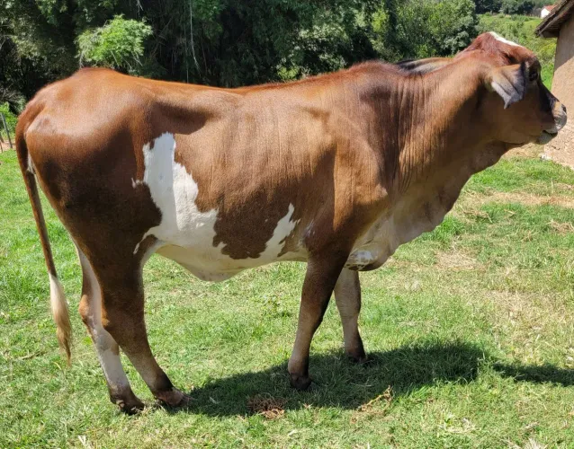 Novilha bruta nova