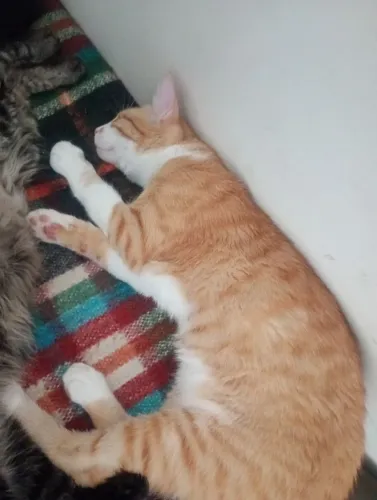 Doação de gatinho