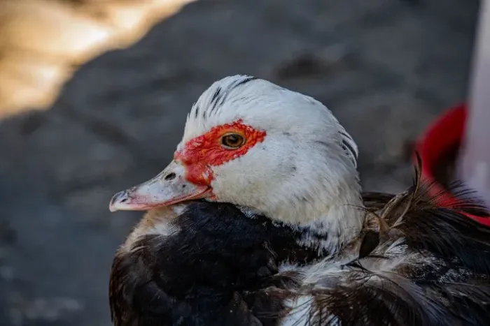 Pato