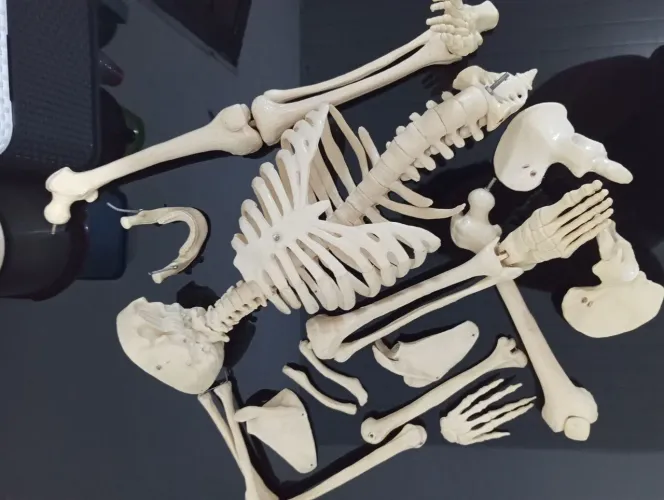ATLAS ILUSTRATIVO+ ESQUELETO ANATOMIC. ( ÓTIMO PARA ESTUDO)
