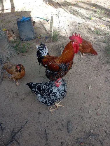 Casal de Frango de Raça GSB