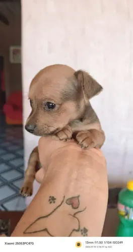 Pinscher 