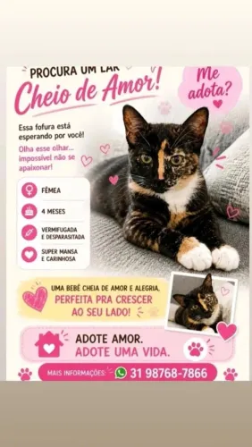 Gata para adoção