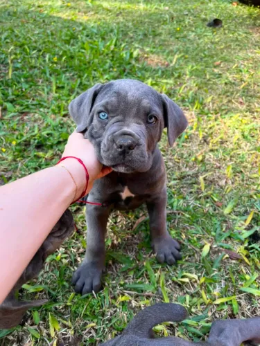 Filhote Canecorso italiano