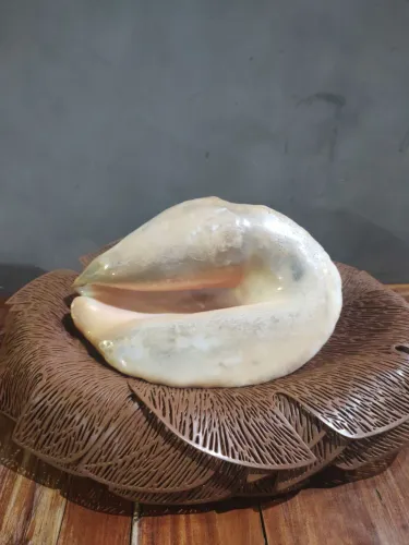 Vendo concha gigante !!!